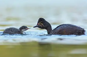 Podiceps: Black-necked Grebe