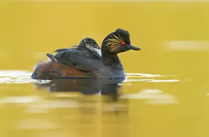 Podiceps: Black-necked Grebe