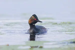 Podicipedidae: Black-necked Grebe
