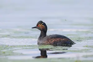 Podicipedidae: Black-necked Grebe