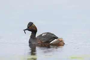 Podicipedidae: Black-necked Grebe