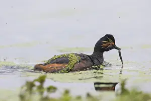 Podicipedidae: Black-necked Grebe