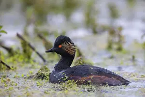 Podicipedidae: Black-necked Grebe
