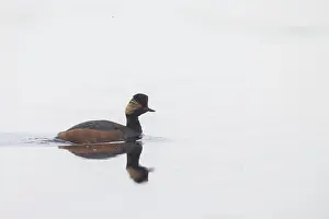 Podicipedidae: Black-necked Grebe