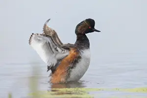 Podicipedidae: Black-necked Grebe