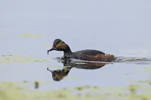Podicipedidae: Black-necked Grebe