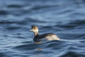 200318: Black-necked Grebe - adult grebe in winter plumage - Germany