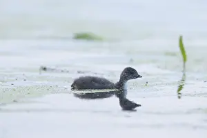 Podicipedidae: Black-necked Grebe chick