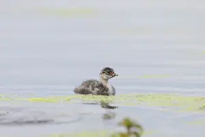 Podicipedidae: Black-necked Grebe chick