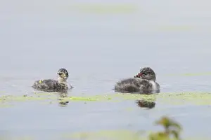 Podicipedidae: Black-necked Grebe chick