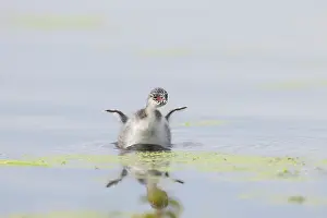 Podicipedidae: Black-necked Grebe chick