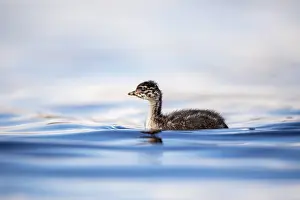 120219: Black Necked Grebe - Chick - Hungary