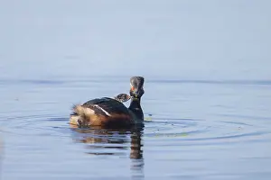 Parent: Black-necked Grebe family
