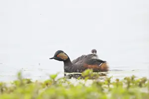 Parent: Black-necked Grebe family