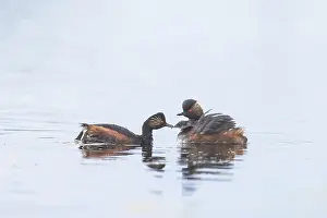 Parent: Black-necked Grebe family