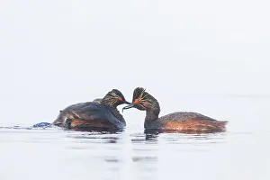 Parent: Black-necked Grebe family