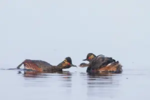 Parent: Black-necked Grebe family