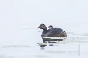 Parent: Black-necked Grebe family