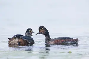 Parent: Black-necked Grebe family