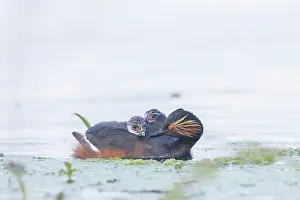 Parent: Black-necked Grebe family