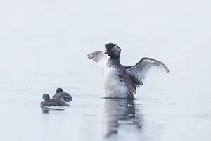 Parent: Black-necked Grebe family