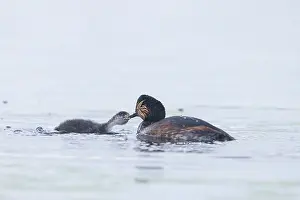 Parent: Black-necked Grebe family
