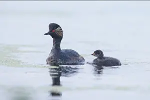 Parent: Black-necked Grebe family
