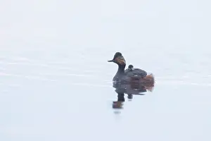Parent: Black-necked Grebe family