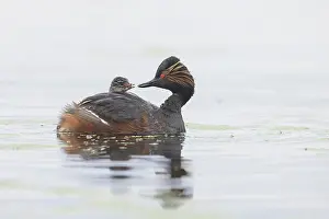 Parent: Black-necked Grebe family
