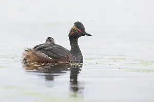 Parent: Black-necked Grebe family