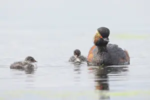 Parent: Black-necked Grebe family