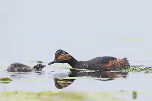 Parent: Black-necked Grebe family
