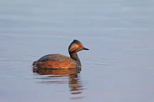 Nigricollis: Black-necked Grebe male in breeding plumage on a calm lake