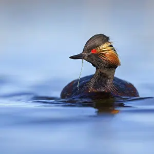Searching: Black-necked grebe (Podiceps nigricollis), swimming