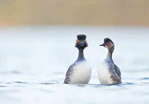 Podiceps: Black-Necked Grebe (Podiceps nigricollis) court