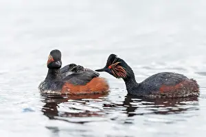Jonker: Black-necked Grebe (Podiceps nigricollis) feeding its young