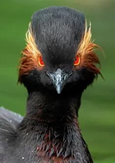 Podicipedidae: Black-necked grebe (Podiceps nigricollis) head c