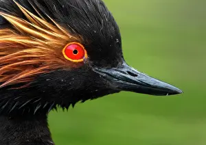Physiological: Black-necked grebe (Podiceps nigricollis) head c