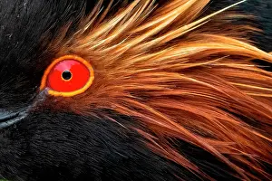 Physiological: Black-necked grebe (Podiceps nigricollis) head c