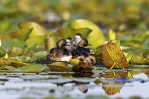 Estuary: Black-necked Grebe (Podiceps nigricollis) at the nest with young