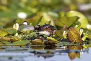 Estuary: Black-necked Grebe (Podiceps nigricollis) at the nest with young