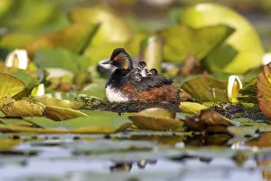Estuary: Black-necked Grebe (Podiceps nigricollis) at the nest with young