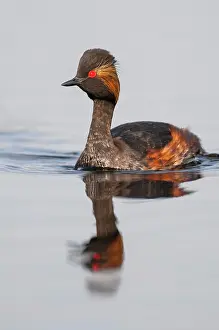 Goldenstedt: Black-necked Grebe (Podiceps nigricollis) in splendid