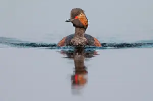 Goldenstedt: Black-necked Grebe (Podiceps nigricollis) in splendid
