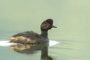 Podiceps: Black -necked Grebe (Podiceps nigricollis) swim