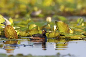 Estuary: Black-necked Grebe (Podiceps nigricollis) swimming