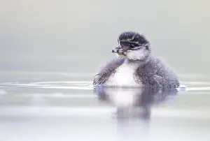 Podiceps: Black-Necked Grebe (Podiceps nigricollis) young