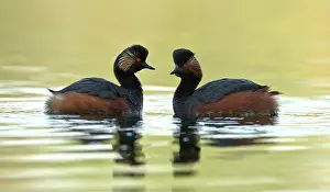 Nigricollis: Black Necked Grebes male and female April