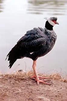 Screamer: Black-necked Screamer