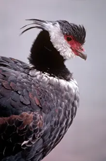 Screamer: Black-necked Screamer